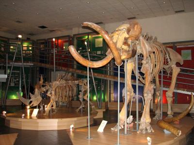 The Mammoth Museum